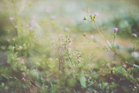 An Small Flowers Bed in sunlight .の写真素材