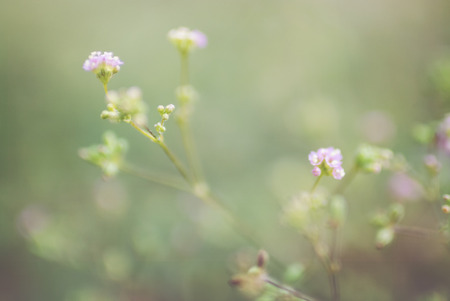 An Small Flowers Bed in sunlight .の写真素材