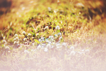 An Small Flowers Bed in sunlight .の写真素材