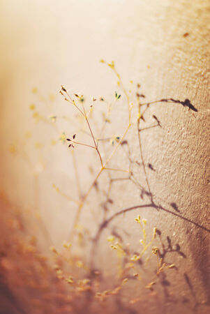 An Small Flowers Bed in sunlight .の写真素材