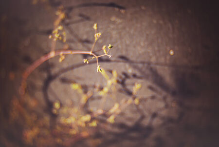 An Small Flowers Bed in sunlight .の写真素材