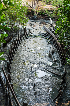 Shipwreck at Dusk in mangrove forest .の写真素材