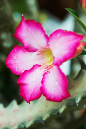 Desert rose new born .の写真素材