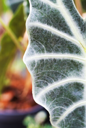 Rain on a green leaf .の写真素材