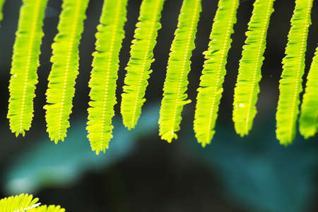 Rain on a green leaf .の写真素材