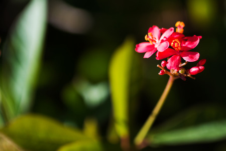 An Small Flowers Bed in sunlight .の写真素材