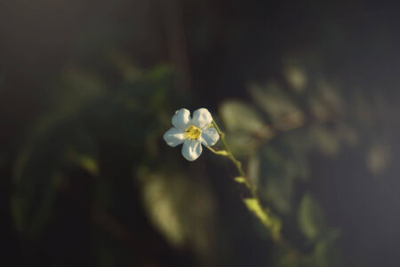 An Small Flowers Bed in sunlight .の写真素材