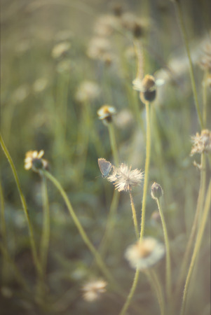 An Small Flowers Bed in sunlight .の写真素材