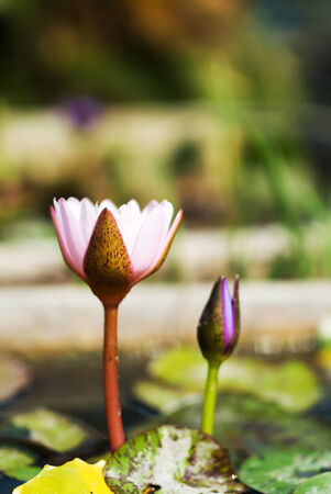 Hardy Waterlily in nature pool .の写真素材