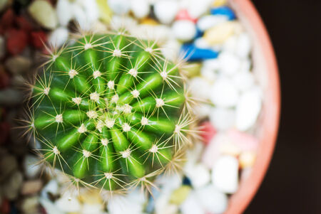 An Garden Cactus in soft light .の写真素材
