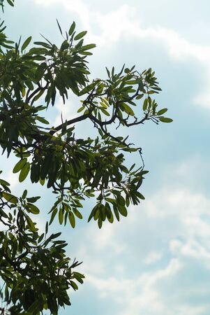 Blue sky field lined by trees on clear dayの写真素材