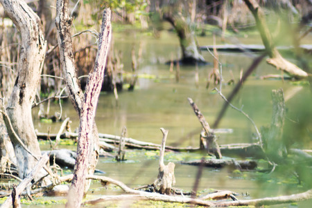 An dead tree in row light .の写真素材