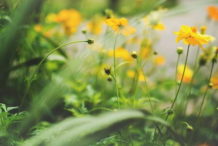 Orange Cosmos flowers in garden place .の写真素材