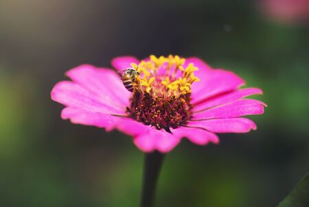 Orange Cosmos flowers in garden place .の写真素材