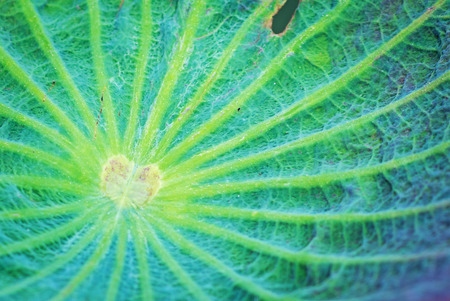 An Lotus leaf die in sun light .の写真素材