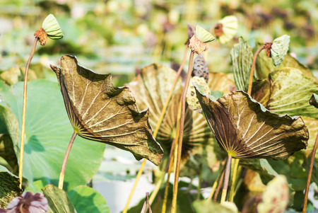 An Lotus leaf die in sun light .の写真素材