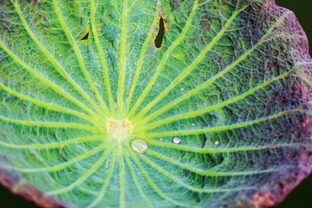 An Lotus leaf die in sun light .の写真素材
