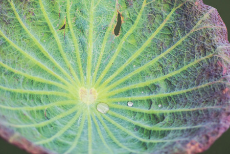 An Lotus leaf die in sun light .の写真素材