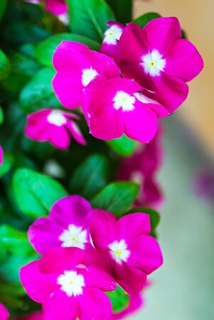 An Small Flowers Bed in sunlight .の写真素材