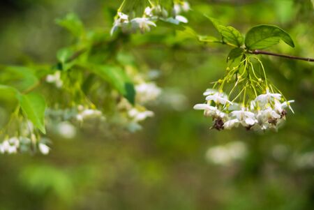 An Small Flowers Bed in sunlight .の写真素材