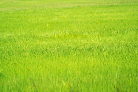 An paddy field rice in sunlight .の写真素材