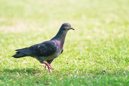 Unity of freedom symbol by pigeon .の写真素材