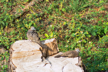An bird on tree stump sunlight .の写真素材