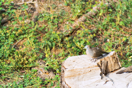 An bird on tree stump sunlight .の写真素材