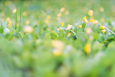 An little small flower on ground .の写真素材