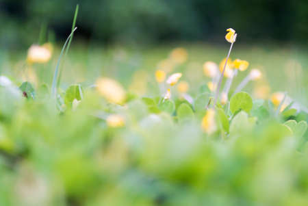 An little small flower on ground .の写真素材