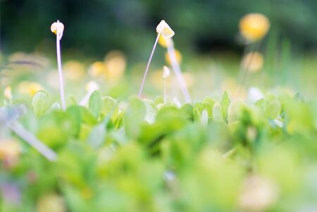 An little small flower on ground .の写真素材