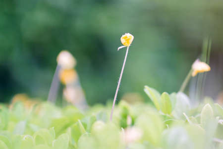 An little small flower on ground .の写真素材