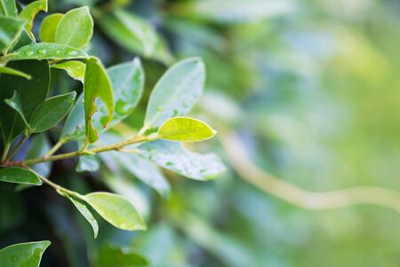 Rain on a green leaf .の写真素材