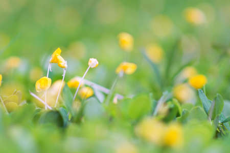 An little small flower on ground .の写真素材