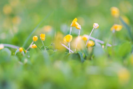 An little small flower on ground .の写真素材