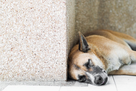 An Old dog resting on the floor .の写真素材
