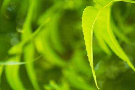 Rain on a green leaf .の写真素材