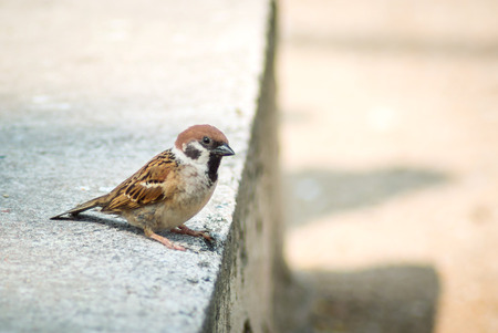 Tree Sparrow in sunlight with tele photo len .の写真素材