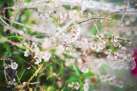 An little small flower on ground .の写真素材