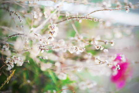 An little small flower on ground .の写真素材