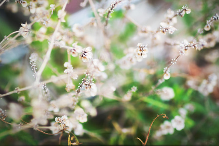 An little small flower on ground .の写真素材