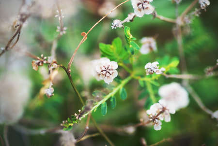 An little small flower on ground .の写真素材