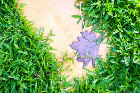 An  Green Grass in garden in soft light .の写真素材