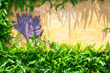 An  Green Grass in garden in soft light .の写真素材