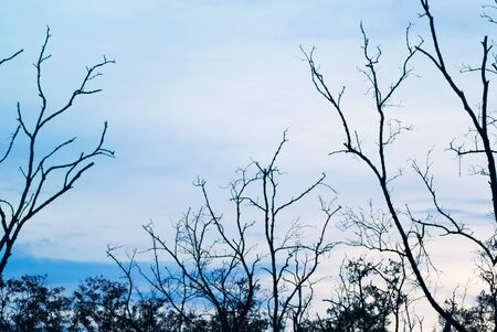 An Branch of the tree on sunset .の写真素材