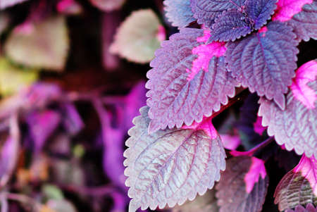 An Leaf violet in soft light .の写真素材