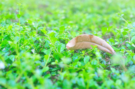 An Nature Leaf die in soft light .の写真素材