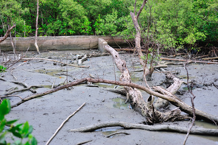 An Dead tree in nature place .の写真素材