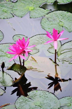 Lotus in nature pool in sun light .の写真素材