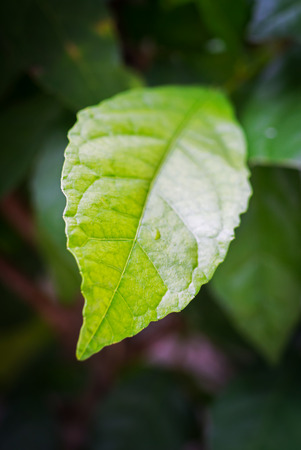 An Spring leaves in soft light .の写真素材